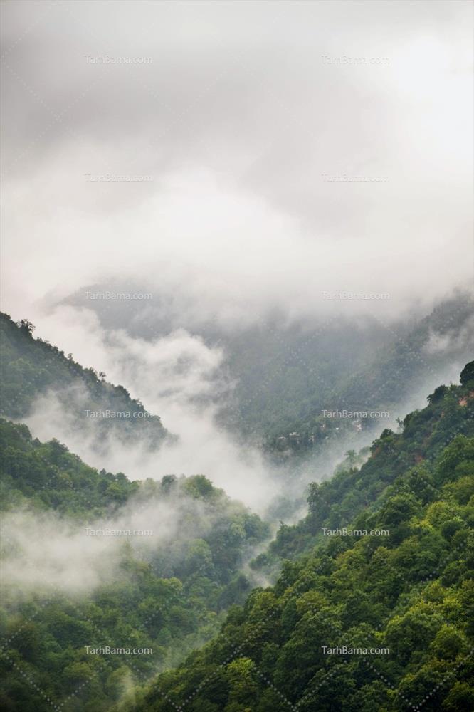 تصاویر جنگل